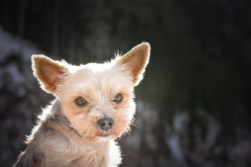 Dog, Yorkshire Terrier, Yorkie, Terrier, Canine, Pet, Domestic, Animal