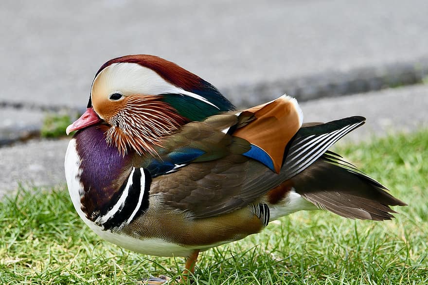 mandarin duck, and, dyr, fugl, fjer, fjerdragt, næb, vandfugle, vand fugl, dyr verden, multi farvet