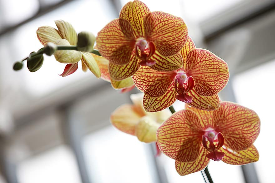 орхидеи, цветы, лепестки, лепестки орхидеи, цветение, цвести, Флора, завод, Оранжевая полосатая орхидея фаленопсис, орхидея, головка цветка