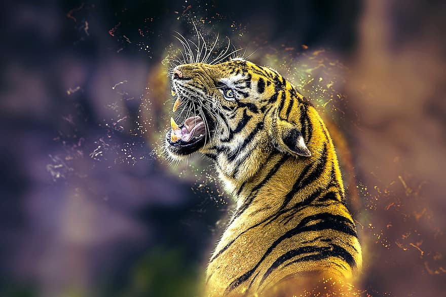 tygr, kočka, velká kočka, zvíře, dravec, řev, Kočkovitý, nebezpečný, Příroda, volně žijících živočichů, savec