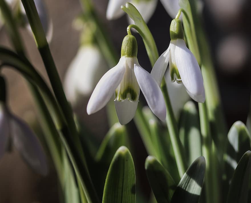 Snowdrop, Blossom, Bloom, Spring, Early Bloomer, Signs Of Spring, Spring Flower, White, Spring Bells, Nature