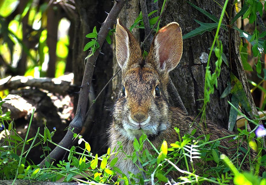 Conejo, Conejo de pantano, animal del pantano, fauna silvestre, animal, linda, mascotas, hierba, pequeña, piel, animales en la naturaleza