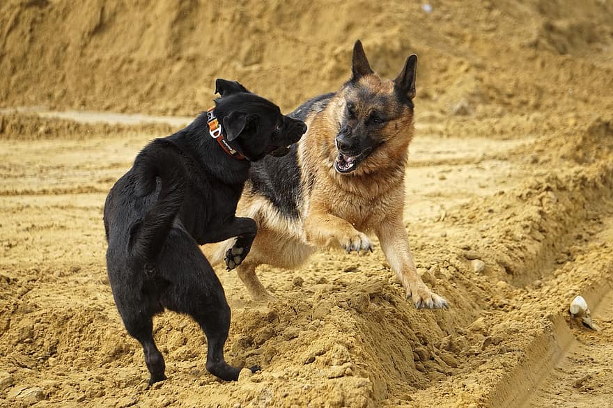 독일 셰퍼드, 개, 연주하다, 게임 싸움, 개 놀이
