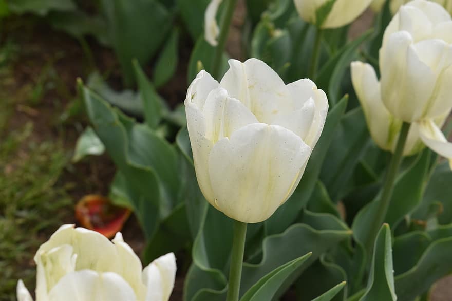 virágok, fehér tulipánok, fehér virágok, tulipán, természet, kert, tavaszi, Kasmír, növény, virágfej, virág