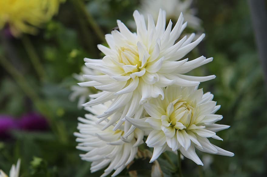 dahlias, ดอกไม้, ดอกสีขาว, ดอกรักเร่สีขาว, สวน, กลีบดอก, กลีบดอกสีขาว, เบ่งบาน, ดอก, พฤกษา, พืช