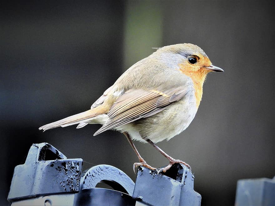 Robin, pájaro cantor, pájaro, aviar, ornitología, naturaleza, pico, pluma, animales en la naturaleza, de cerca, observación de aves