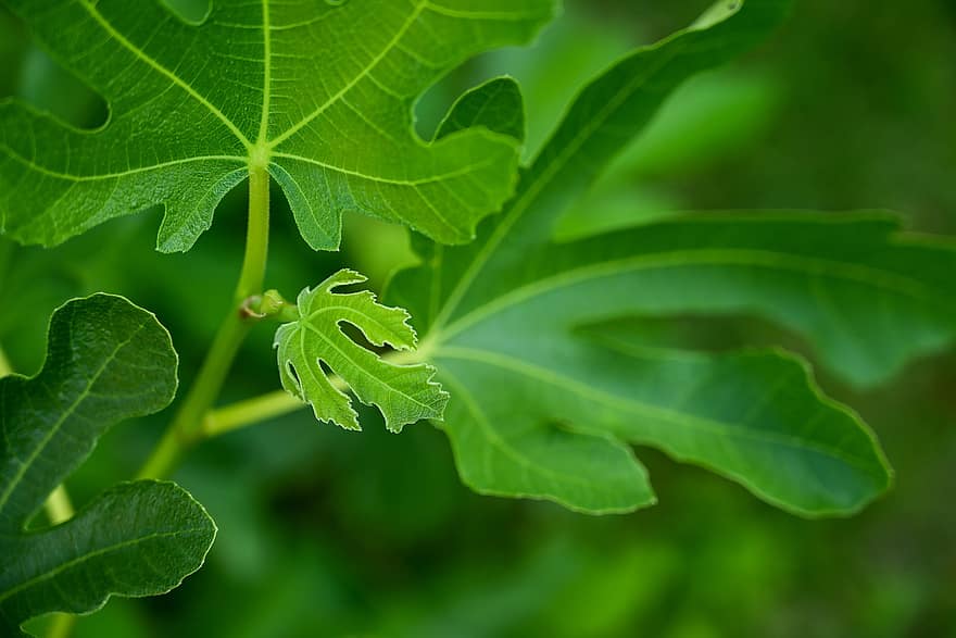 árbol de higo, follaje, venas, verde, planta, Árbol de frutas, hoja, color verde, de cerca, frescura, crecimiento