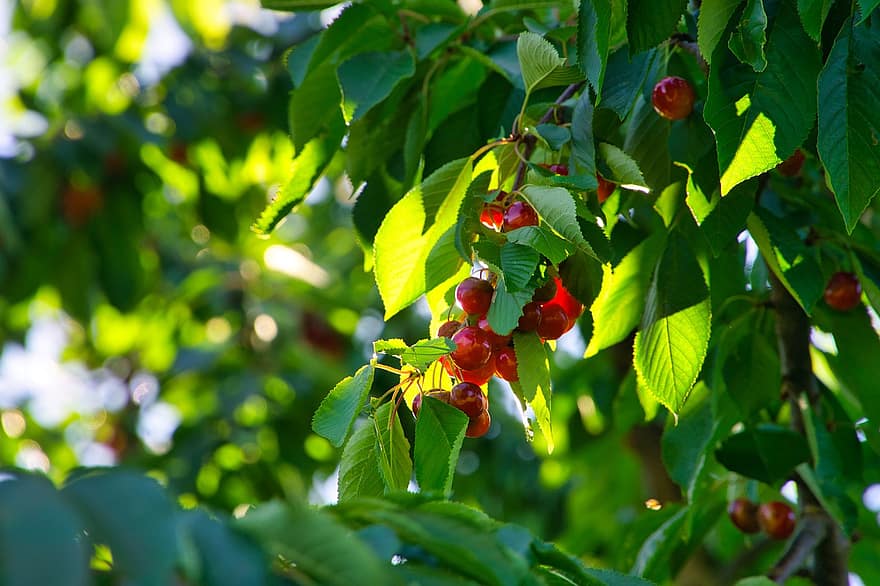 guindas, Árbol de frutas, naturaleza, frutas, verano, rojo, rama, delicioso, maduro, hojas, verde
