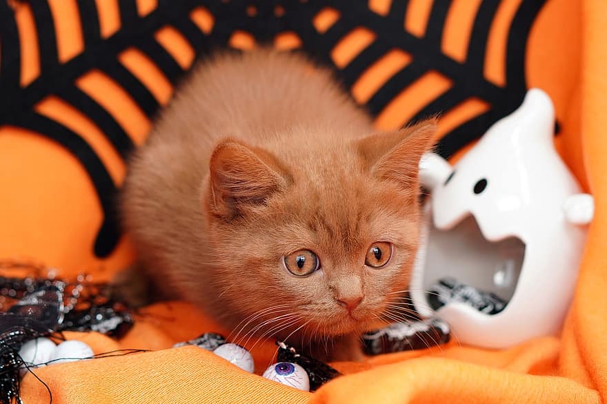 Halloween, Katze, Kätzchen, Britisch Kurzhaar, Haustier, junge Katze, Tier, Hauskatze, katzenartig, Säugetier, süß