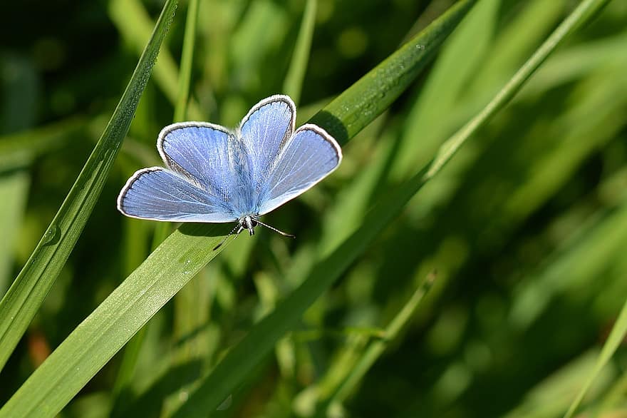 Schmetterling, hauhechel blau, Wiese, Feld, Pflanzen, Flügel, Natur, Gras