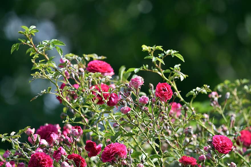 rózsa, rózsák, rózsaszín, szeretet, természet, piros, romantikus, virágok, Valentin nap, kert, a szirmok