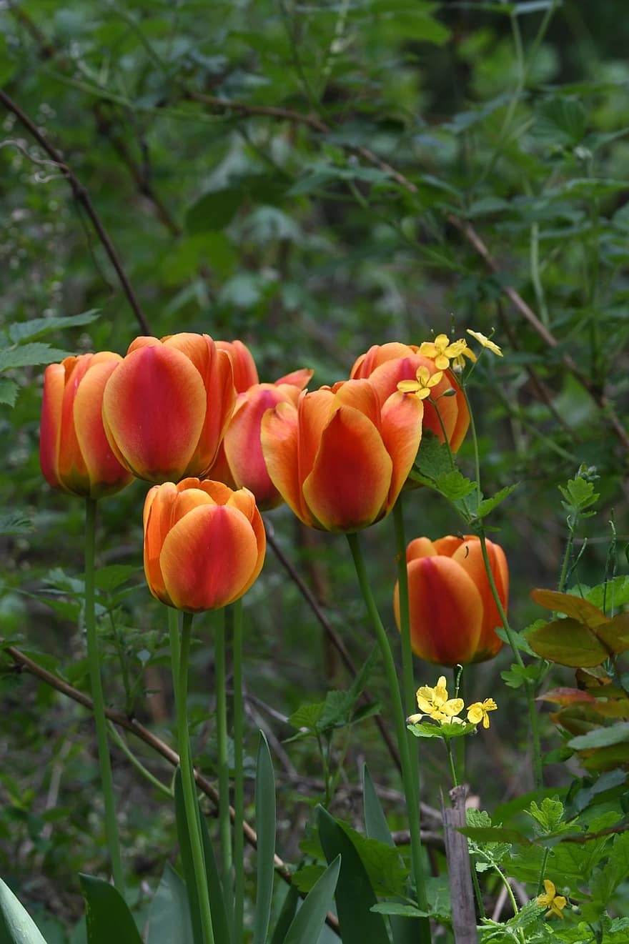 tulipány, tulipány oranžové, květiny, zahrada, Příroda, jaro, okvětní lístky, květ, letní, rostlina, žlutá