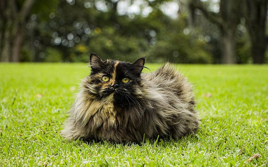Persian, Cat, Pet, Animal, Domestic, Feline, Mammal, Hair, Kitty, Kitten, Tabby Cat