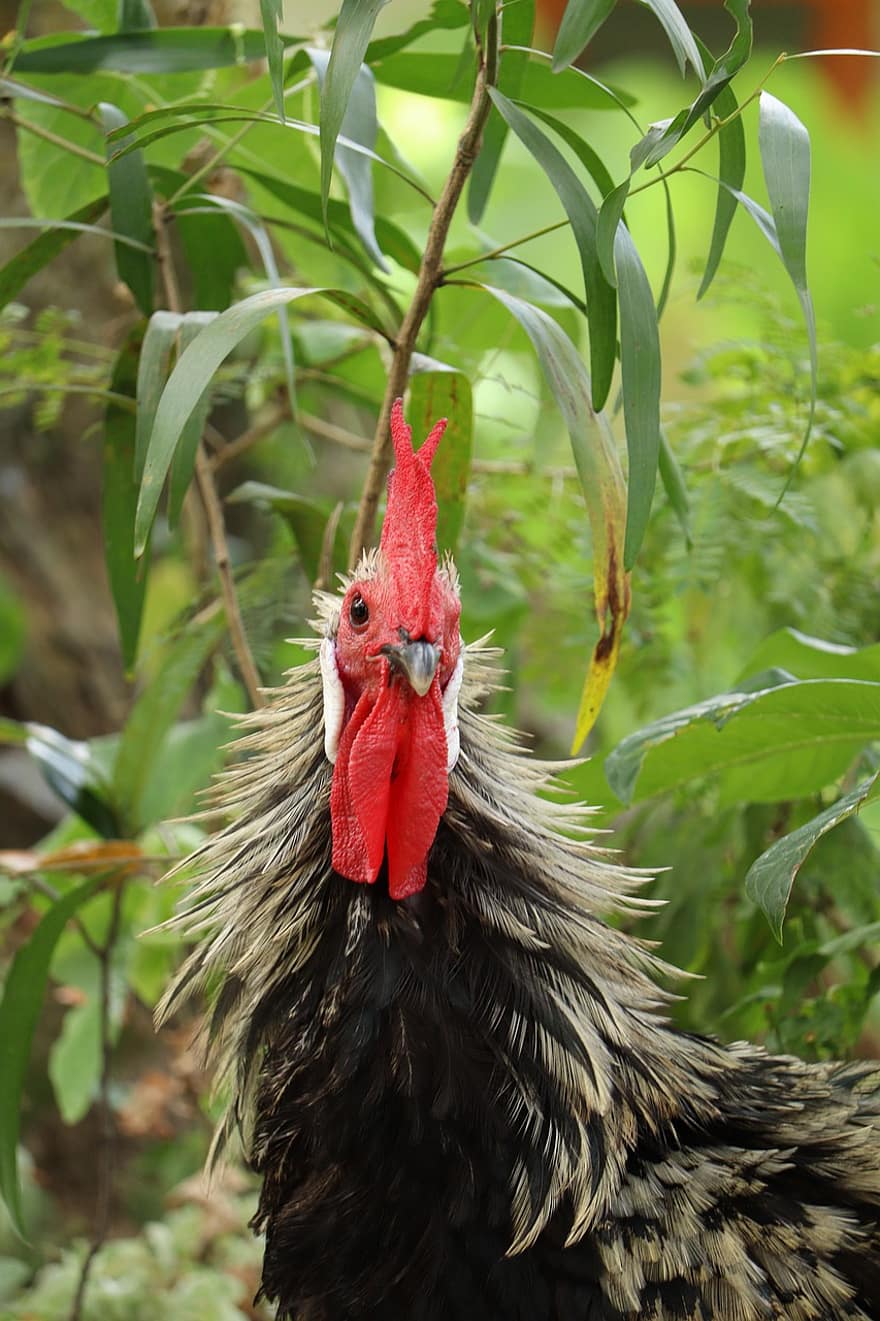Rooster, Chicken, Bird, Poultry, Feather, Farm, Animal, Hen, Nature, Outdoor