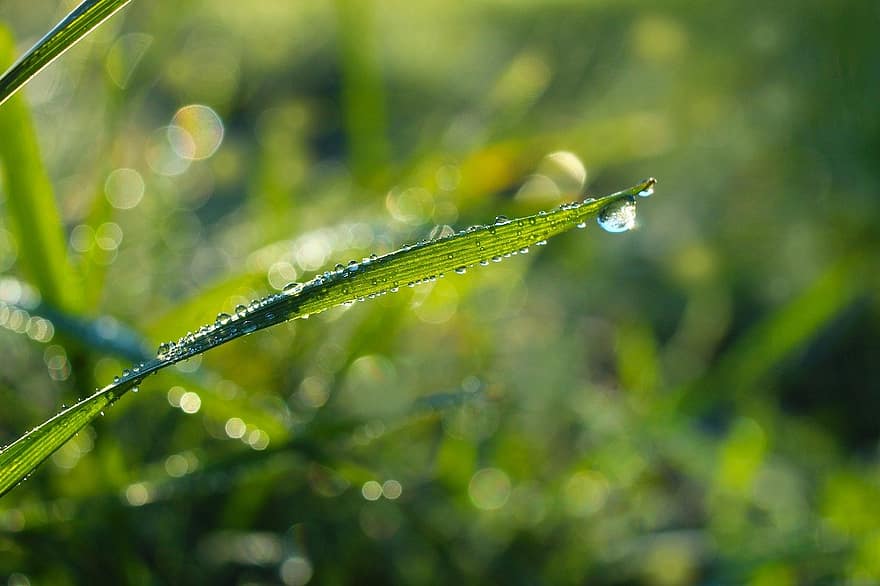 grass, meadow, dewdrops, nature, green color, close-up, leaf, plant, macro, drop, freshness