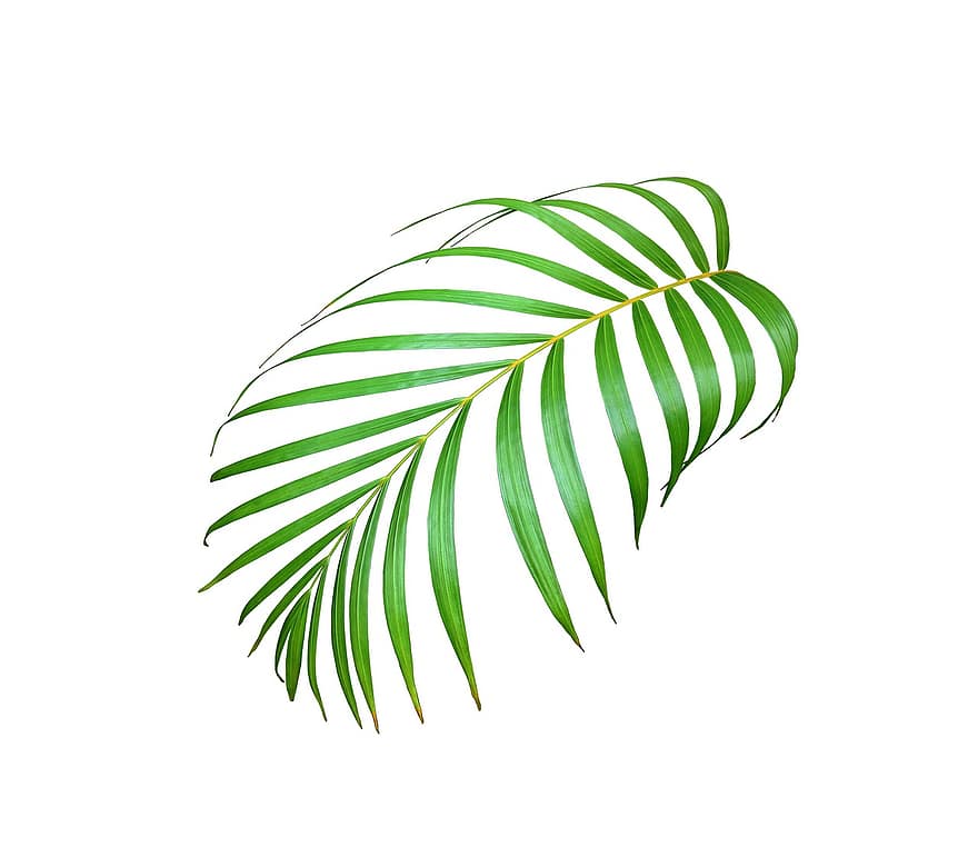 palmu, lapas, zaļa, tropu, vasarā, augu, tekstūra, raksturs, eksotiski, koks, kokosriekstu