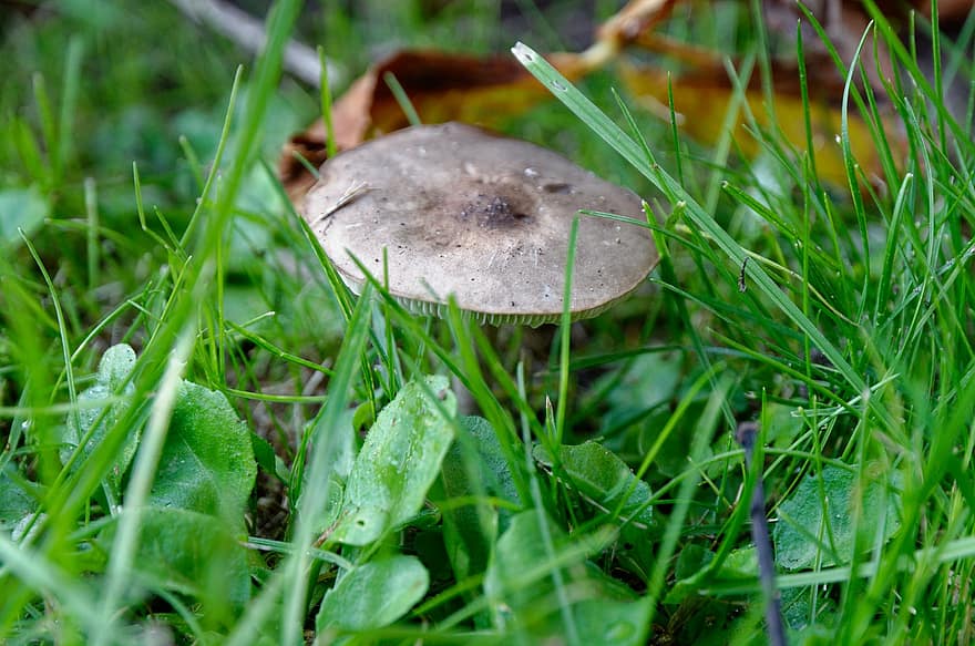 Mushroom, Plant, Toadstool, Mycology, Forest, Wild, Grass, Outdoors