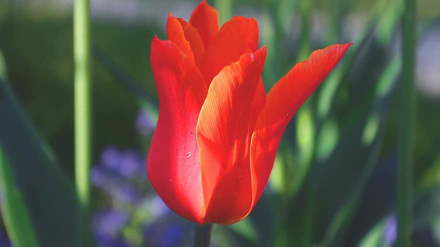 tulipan, blomst, rød tulipan, rød blomst, natur, blomstre, petals, røde kronblader, flora