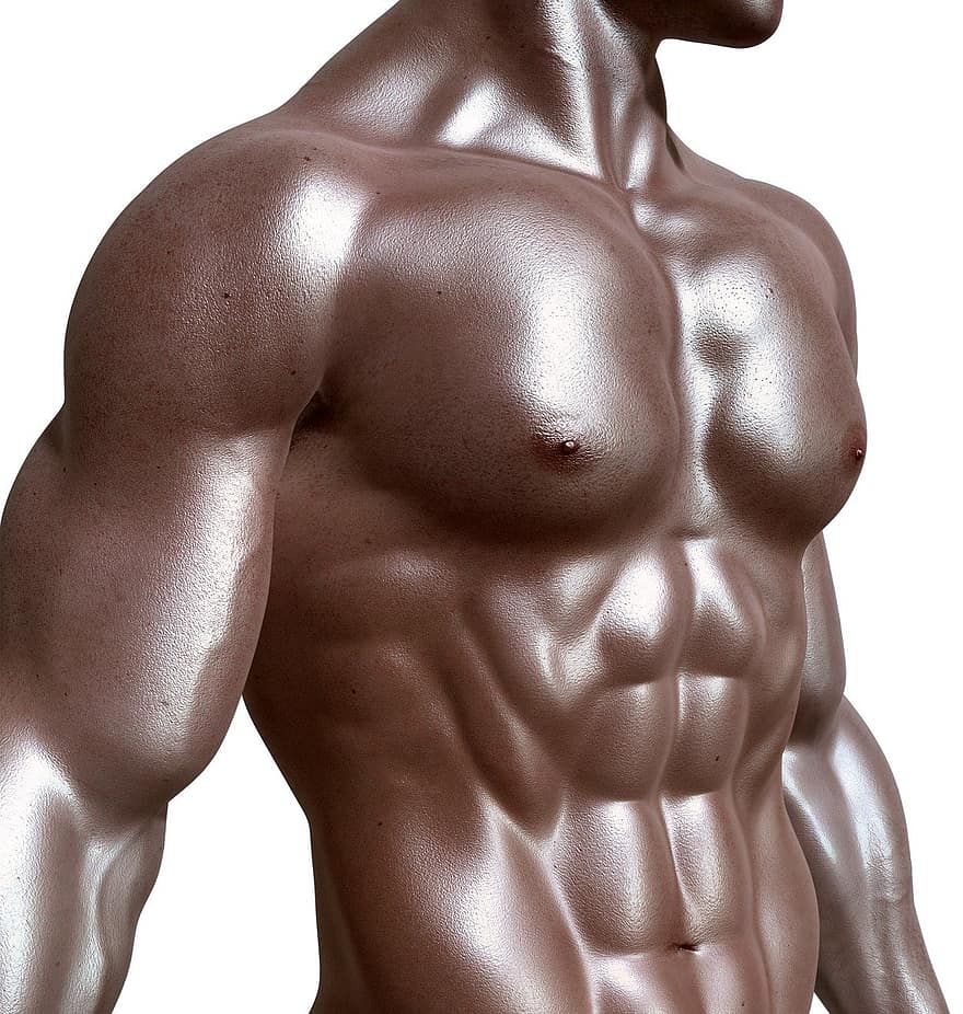 bodybuilder, confezione da sei, muscoli, addominali, fitness, Salute, muscolare, uomo, uomini, umano, corpo