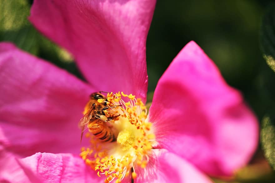Fleur correspondante, abeille, fleur et abeille