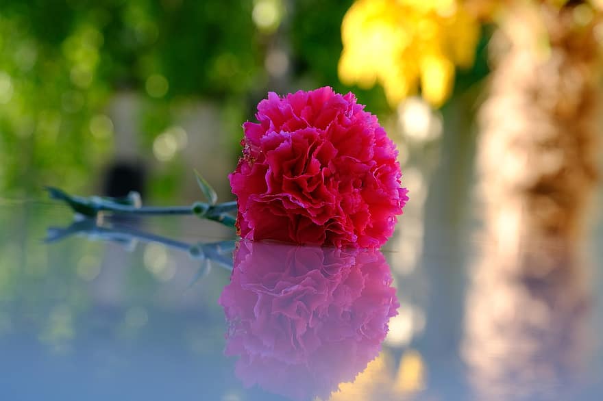 fiore, garofano, riflessione, garofano rosa, fiore rosa, petali, petali di rosa, tagliare il fiore
