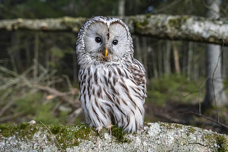 Owl, Ural Owl, Strix Uralensis, Bird, Beak, Feather, Bird Of Prey, Animal, Nature, Wildlife, Outdoors