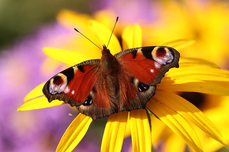 метелик павич, метелик, комаха, впритул, різнокольорові, макрос, жовтий, літо, квітка, зелений колір, крило тварин