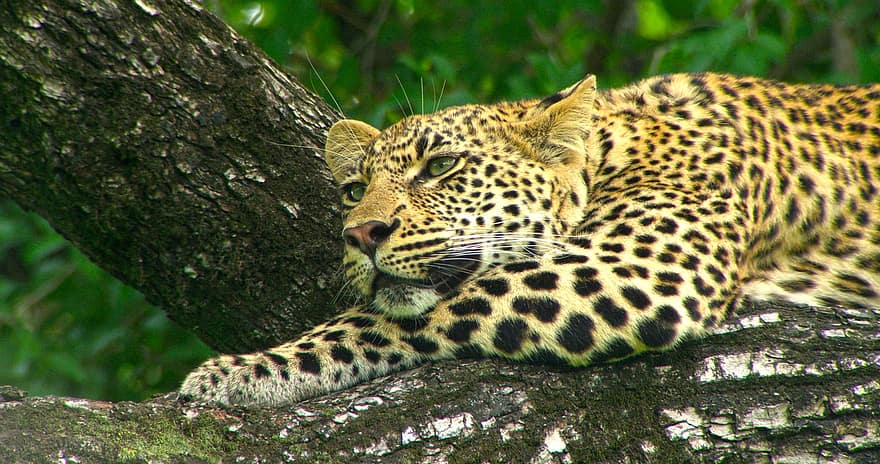 leopard, feline, kat, stor kat, træer, pattedyr, dyr, dyreliv, Skov, natur, dyr i naturen