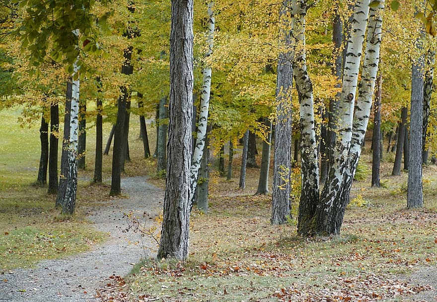 hutan birch, pohon birch, hutan, musim gugur, pohon