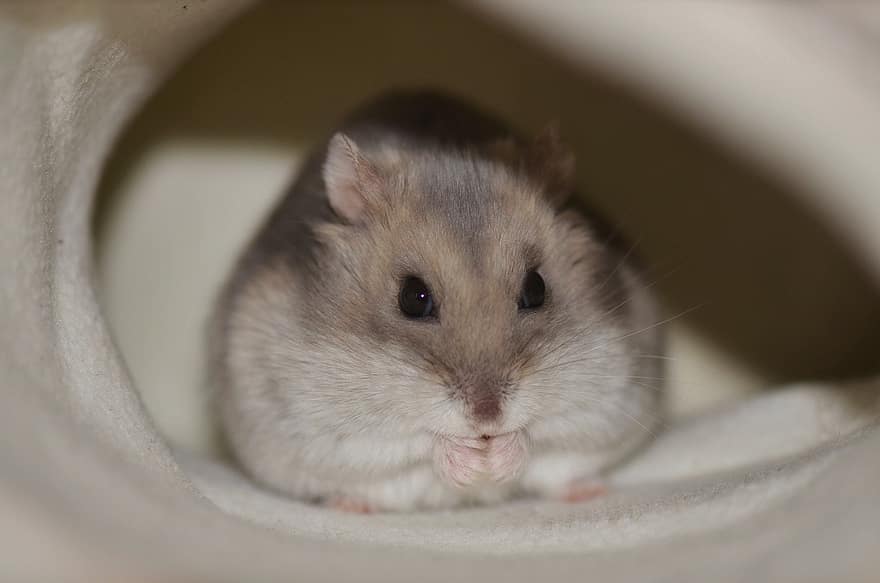 Hamster, Mouse, Rodent, Animal, Pet, Cute, Love, Small, Creature, Gerbil, pets