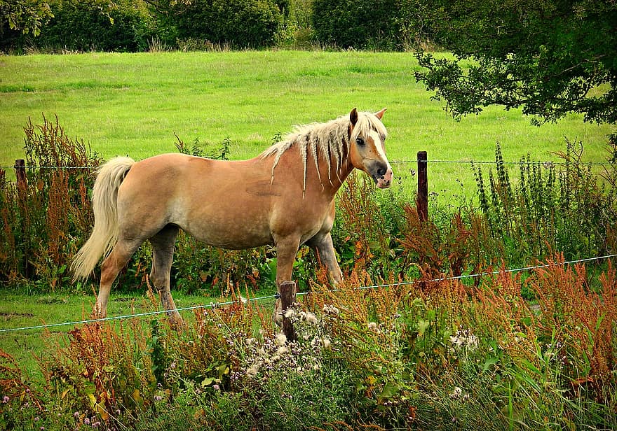 Horse, Animal, Mammal, Haflinger, Braided Mane, Braid, Tail, Mare, Meadow, Fence, Rural