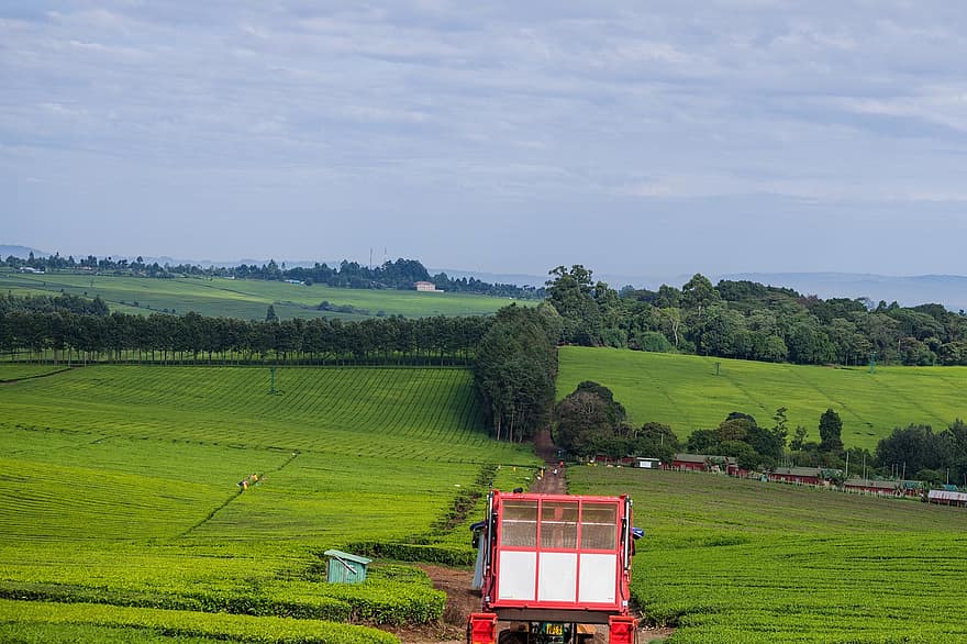 čajové plantáže, Keňa, zemědělství, Příroda, hospodařit, venkov, venkovský