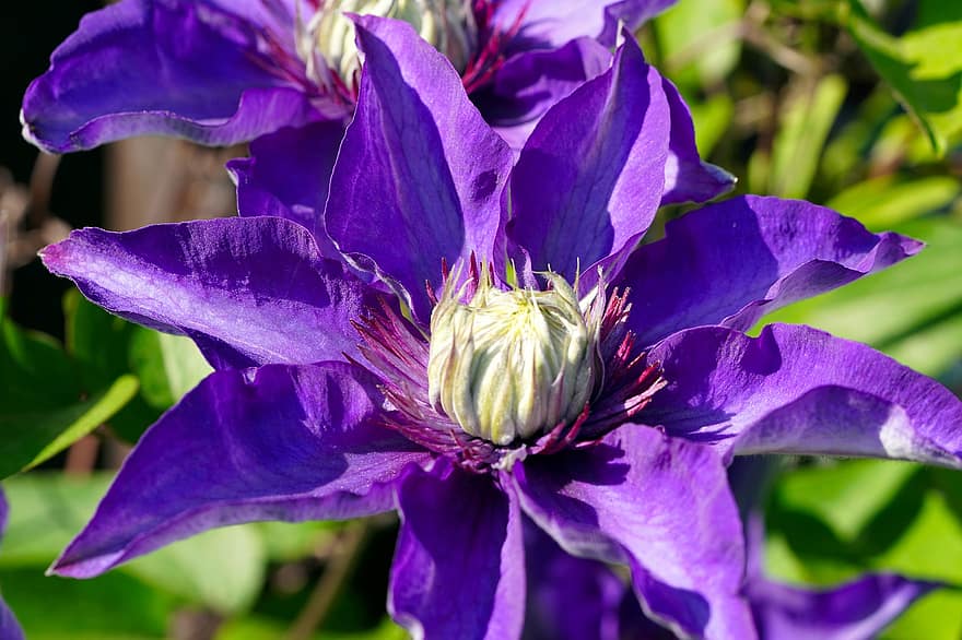 clematis, flor, Flor, planta de alpinista, azul, natureza