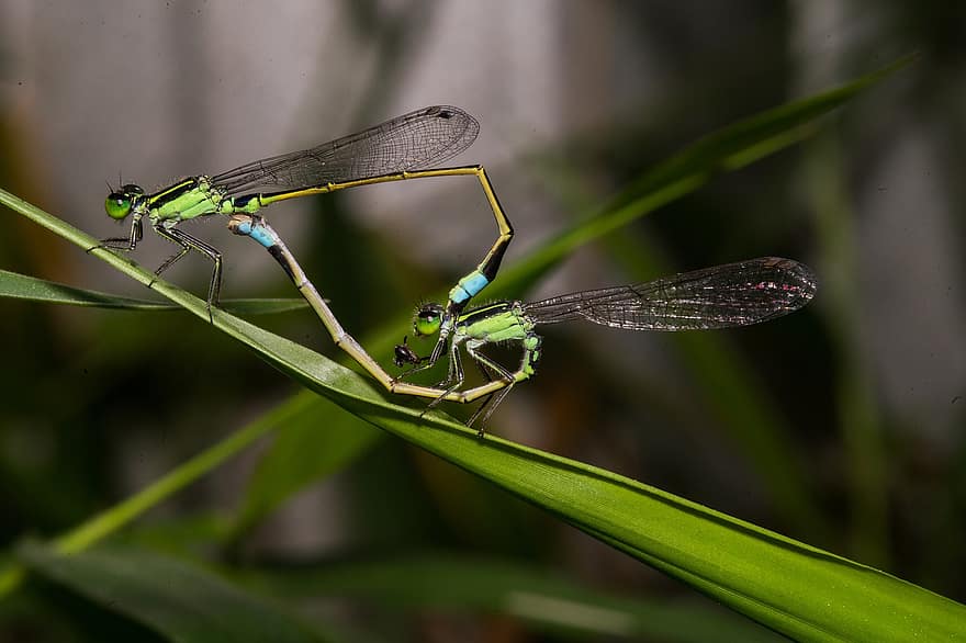 libélula, inseto, asas, animal, fechar-se, macro, cor verde, verão, animais em estado selvagem, asa animal, grama