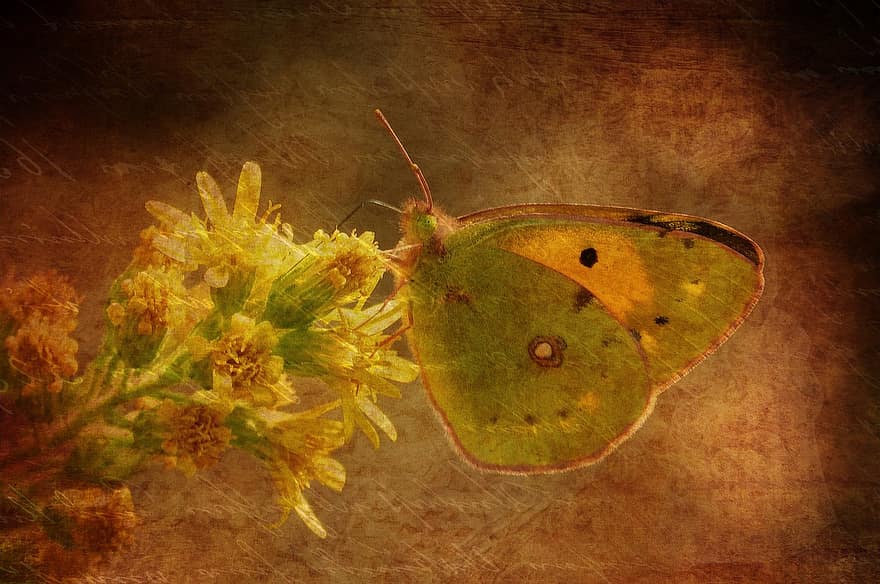 Texture, Background, Butterfly, Stationery, Greeting Card, Blossom, Bloom, Flower, Decor, Paper, Vintage