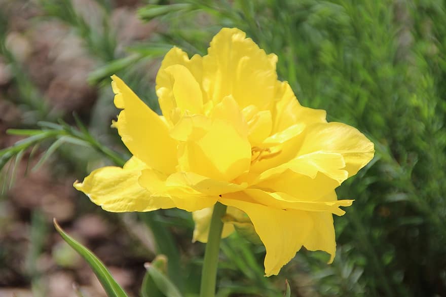 tulipan, blomst, hage, gul blomst, petals, gule kronblader, blomstre, flora, anlegg, vårblomst, natur