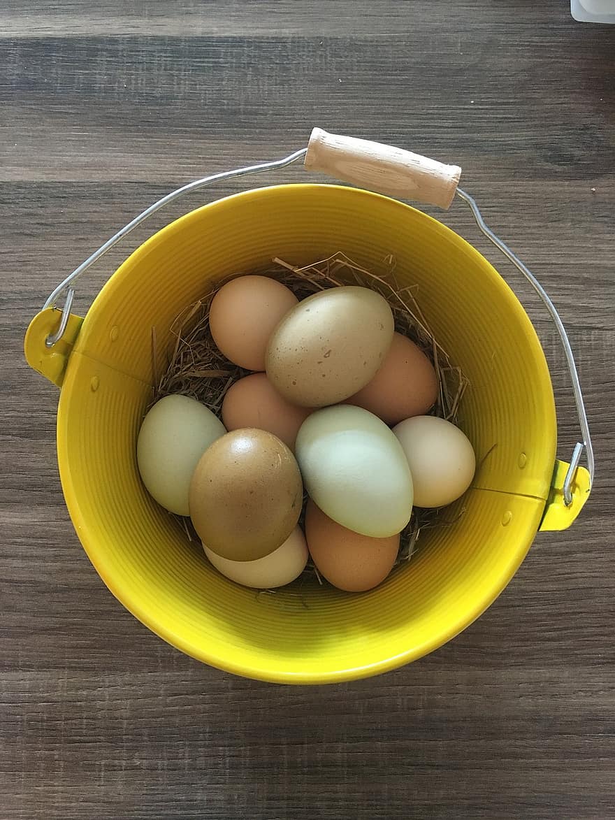 ovos, proteína, fresco, Fazenda