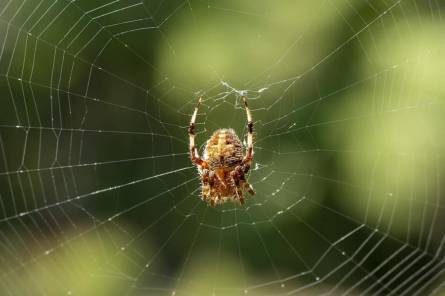 ζώο, αράχνη, ιστός αράχνης, αράχνη μεταξιού, αρθροπόδων, αραχνοειδές έντομο, άγρια ​​ζωή, φύση