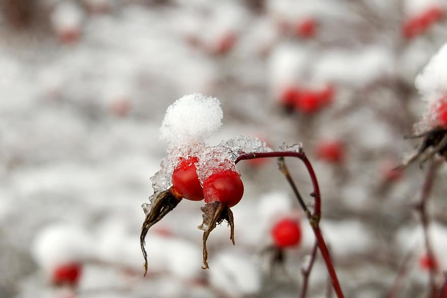 Berries, Rose Hip, Snow, Autumn, close-up, leaf, season, branch, winter, plant, macro