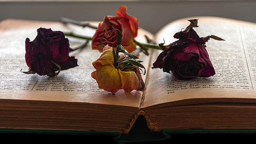 llibre obert, roses seques, ratolí de llibres, lectura, novel·la, flors seques, roses, text hebreu, Pàgina nova, Llibre I Roses, marcador