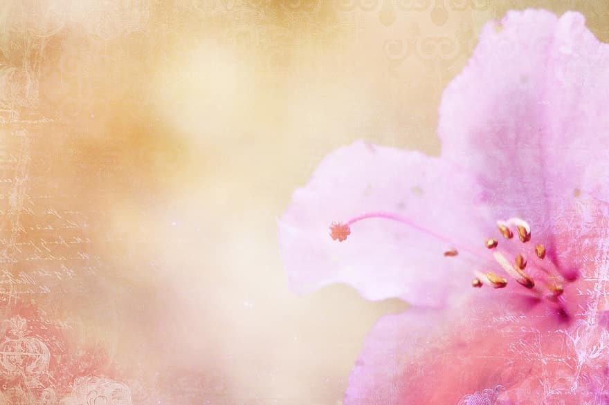Azalea, Background, Pink, Pattern, Structure, Ornament, Flower, Bright, Sparkle, Flower Blossom, Blossom