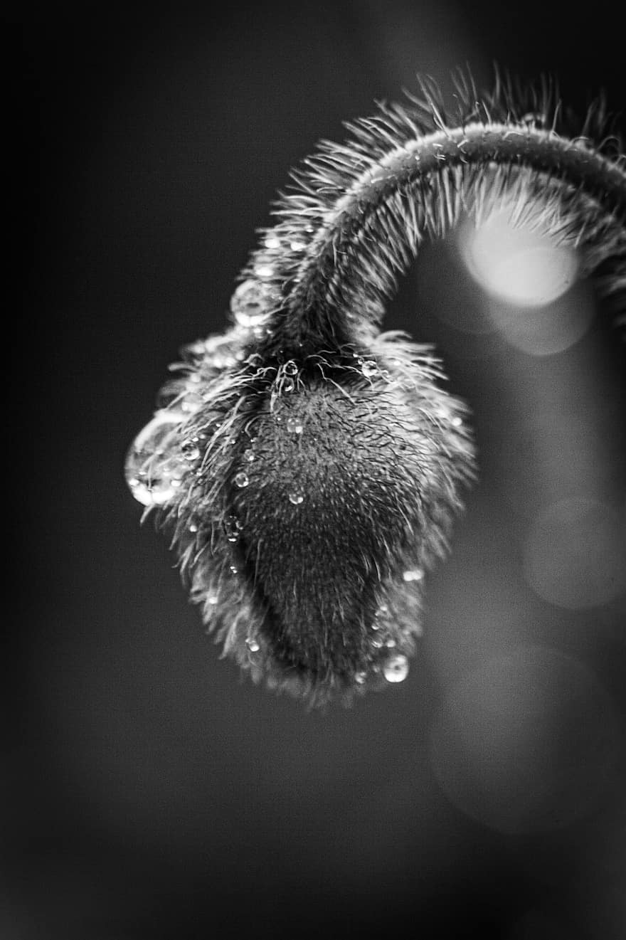 Poppy, Bud, Plant, Flora, Flower Bud, Monochrome, Black And White, Water Droplets, Hairy, Droplets, Close Up