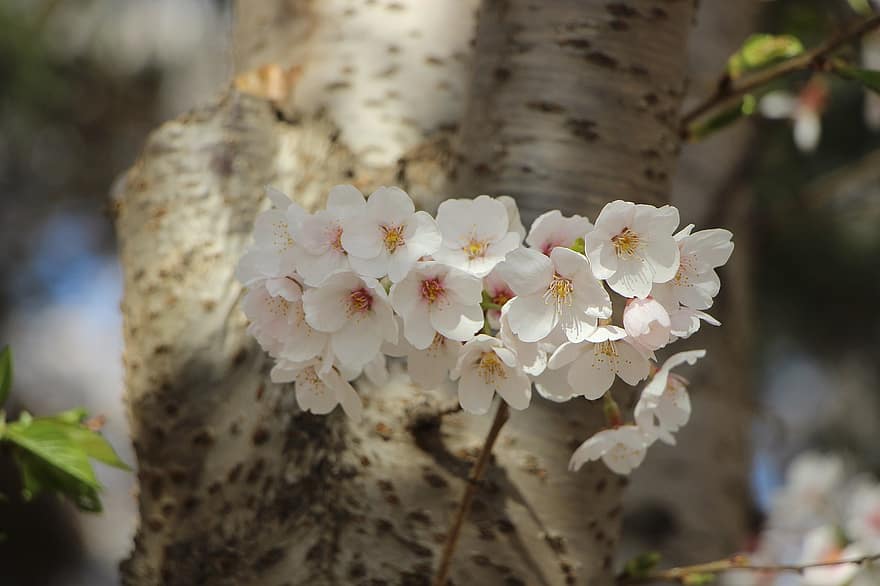 fiori, ramo, fiore di ciliegio, sakura, pianta, fioritura, fiorire