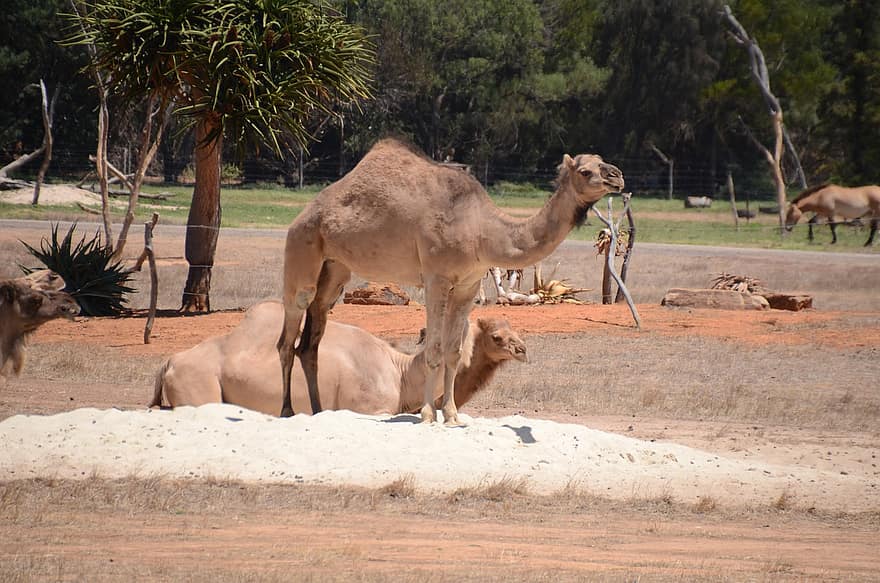 kameler, dyr, Zoo, pattedyr, dyreliv