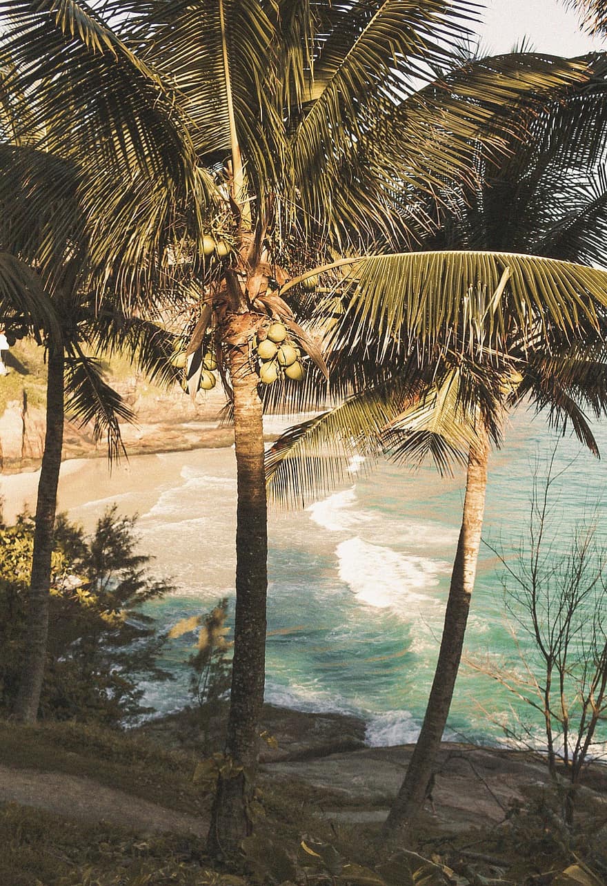 Beach, Palm, Tropical, Sea, Tree, Ocean, Sand, Island, Water, Sky, Travel