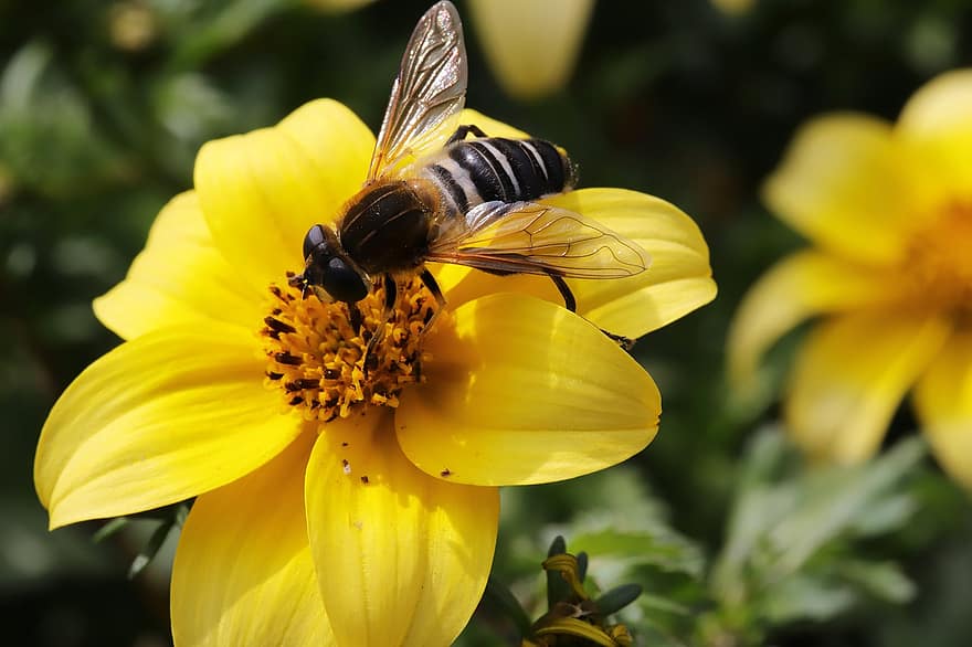 blomst, vår, hage, parkere, gazania blomst, Bie, botanikk, pollinering, gul, nærbilde, insekt