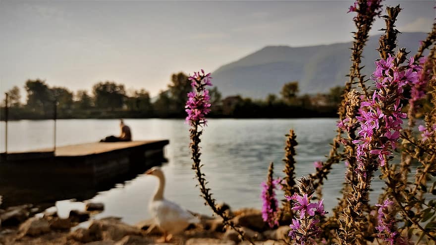 tó, rózsaszín virágok, napnyugta, nyári, víz, virág, nők, pihenés, tavasz, férfiak, tájkép