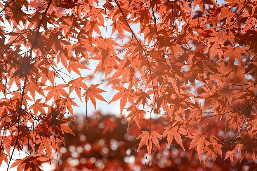 Autumn, Nature, Leaves, Maple, Foliage, Fall, Season, leaf, yellow, backgrounds, tree