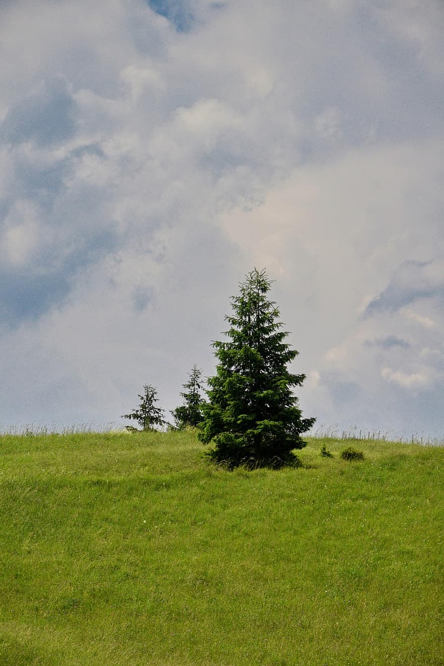 arbre, champ, la nature, pin, Prairie, ciel, des nuages, herbe, été, couleur verte, paysage