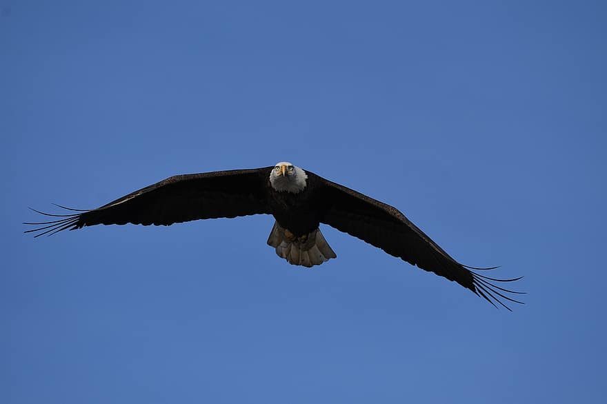 Білоголовий орлан, птах, летить, крила, політ, тварина, пір'я, оперення, дзьоб, вексель, спостереження за птахами